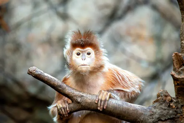 stock image The Ebony Langur, with its glossy black fur, is found in Java and Bali, Indonesia. It primarily feeds on leaves, fruits, and flowers in the tropical forests.