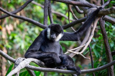 Güneydoğu Asya 'ya özgü Kuzey Beyaz Yanaklı Gibbon, çarpıcı beyaz yanakları ve siyah kürküyle tanınıyor. Bu çevik primat öncelikle tropikal ormanlardaki meyve ve yapraklarla beslenir..