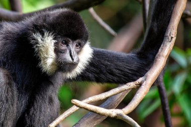 Güneydoğu Asya 'ya özgü Kuzey Beyaz Yanaklı Gibbon, çarpıcı beyaz yanakları ve siyah kürküyle tanınıyor. Bu çevik primat öncelikle tropikal ormanlardaki meyve ve yapraklarla beslenir..