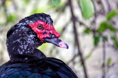 Moskovalı Ördek, Orta ve Güney Amerika 'ya özgü kırmızı yüz karamcıklarıyla ünlüdür. Bu adapte edilebilir türler bitkiler, böcekler ve küçük su hayvanlarıyla beslenirler..