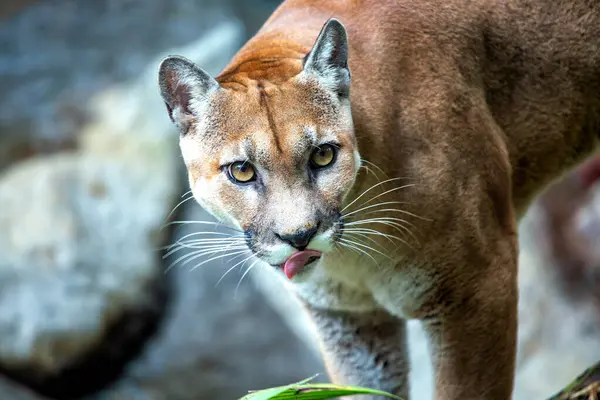 stock image The Mountain Lion, also known as the Puma, is native to the Americas. This large feline is a solitary predator, inhabiting a variety of environments and preying on deer and other mammals. 