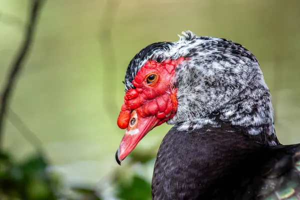 stock image The Muscovy Duck, native to Central and South America, is noted for its distinctive red facial caruncles. This adaptable species feeds on a diet of plants, insects, and small aquatic animals.