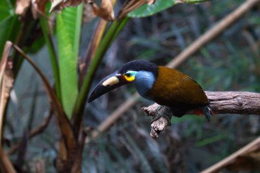 Ekvador ve Kolombiya And Dağları 'na özgü Plate-gagalı Tukan renkli gagasıyla tanınır. Bu kuş, Montan bulut ormanlarındaki meyve ve böceklerle beslenir..