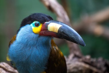 The Plate-Billed Mountain Toucan, native to the Andes of Ecuador and Colombia, is known for its colorful bill. This bird feeds on fruits and insects in the montane cloud forests. clipart