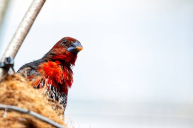 The Red-throated Twinspot, native to Eastern Africa, features a striking red throat and spotted plumage. It feeds on seeds and insects, often found in dense vegetation and grasslands.  clipart