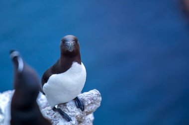 Kuzey Atlantik 'e özgü siyah beyaz tüyleri ve keskin gagasıyla bilinen Razorbill. Kıyı kayalıklarında yuva yapan kabuklularla ve balıklarla beslenir..