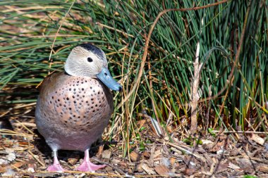 The Ringed Teal Duck, native to South America, is known for its vibrant plumage and distinct ringed neck. It feeds on seeds, plants, and small aquatic animals, inhabiting freshwater wetlands. clipart