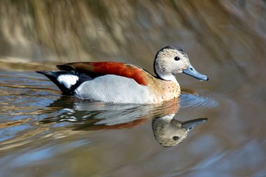 The Ringed Teal Duck, native to South America, is known for its vibrant plumage and distinct ringed neck. It feeds on seeds, plants, and small aquatic animals, inhabiting freshwater wetlands. clipart