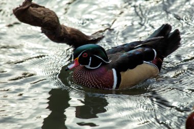 Wood Duck, Kuzey Amerika 'ya özgü tüyleriyle tanınır. Tohumlar, meyveler, böcekler ve su omurgasızlarıyla beslenir..