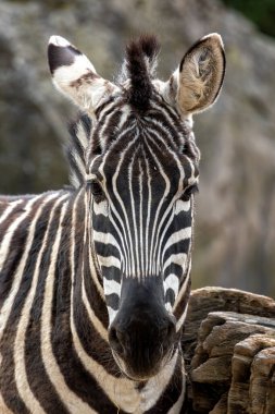Afrika 'ya özgü Zebra, siyah ve beyaz çizgileriyle tanınır. Esasen otlarla beslenir ve sık sık savanalarda ve çayırlarda bulunur.. 
