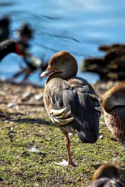 stock image The Plumed Whistling Duck, native to Australia and New Guinea, is distinguished by its long neck and striking plumage. It feeds on grasses and seeds in wetlands and grasslands. 