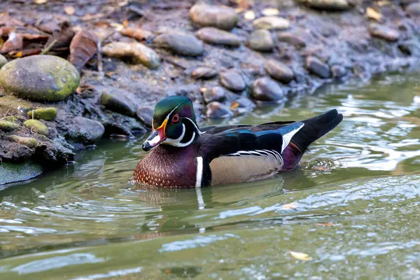 stock image The Wood Duck, native to North America, is known for its striking plumage. It feeds on seeds, fruits, insects, and aquatic invertebrates.