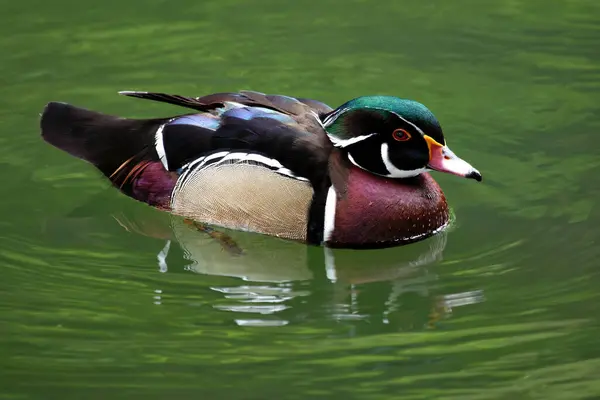 stock image The Wood Duck, native to North America, is known for its striking plumage. It feeds on seeds, fruits, insects, and aquatic invertebrates.