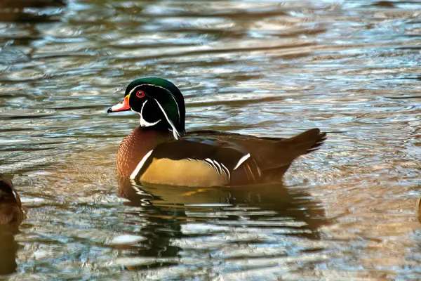 stock image The Wood Duck, native to North America, is known for its striking plumage. It feeds on seeds, fruits, insects, and aquatic invertebrates.