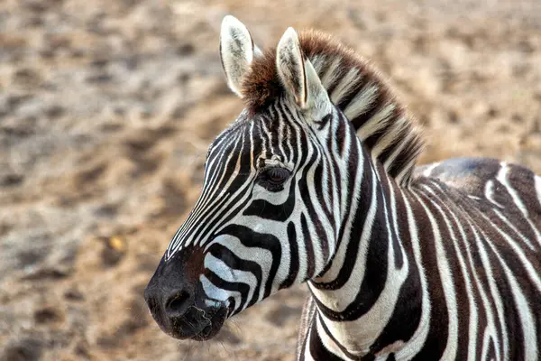 stock image The Zebra, native to Africa, is recognized by its black and white stripes. It primarily grazes on grasses and is often found in savannas and grasslands. 