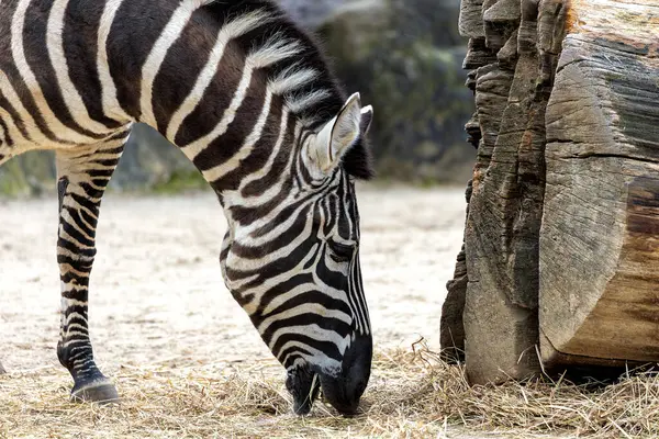 stock image The Zebra, native to Africa, is recognized by its black and white stripes. It primarily grazes on grasses and is often found in savannas and grasslands. 