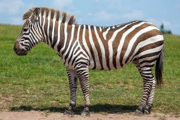 stock image The Zebra, native to Africa, is recognized by its black and white stripes. It primarily grazes on grasses and is often found in savannas and grasslands. 