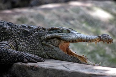Sahra altı Afrika 'ya özgü Nil Timsahı, en büyük timsah türlerinden biridir. Nehirlerde ve göllerde sıkça görülen kuş, güçlü ısırığı ve yırtıcı hayvan statüsüyle bilinir. Fotoğraf vahşi doğada çekildi.. 