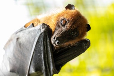 Lyle 's Flying Fox (Güneydoğu Asya' ya özgü), genellikle ormanlık alanlarda bulunan büyük bir meyve yarasasıdır. Tozlaşma ve tohum dağılımında çok önemli bir rol oynarlar. Fotoğraf doğal ortamında çekildi..