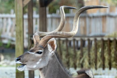 The Kudu, an antelope native to Southern and Eastern Africa, feeds on leaves and grass. Photo taken in a savanna habitat. clipart