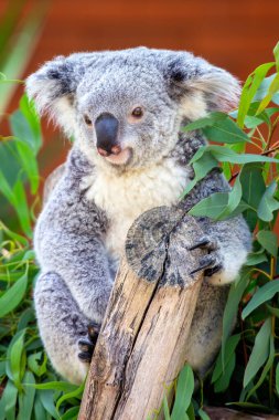 Bir keseli olan Koala Ayısı, Doğu Avustralya 'ya özgüdür. Çoğunlukla okaliptüs yapraklarıyla beslenir. Fotoğraf okaliptüs ormanında çekildi.. 