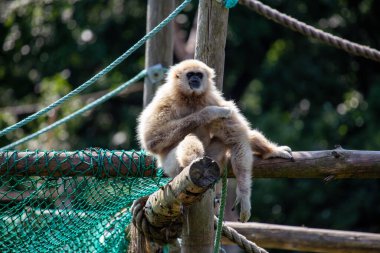 Beyaz elli Gibbon, Güneydoğu Asya 'ya özgü şarkısı ve ağaçların arasında sallanmasıyla tanınan çevik bir primattır. Öncelikle meyve ve yaprak yer..