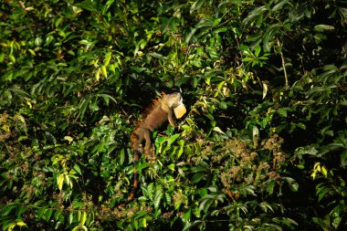 Yeşil bir iguana görüldü. Bu büyük otobur kertenkeleler genellikle Orta ve Güney Amerika 'nın tropikal bölgelerinde ve yağmur ormanlarında bulunur..