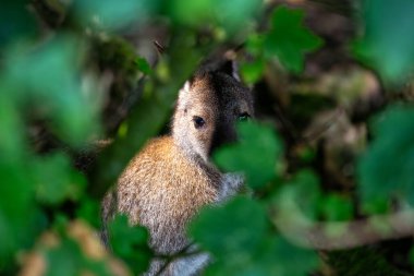 Doğu gri bir kanguru (Macropus giganteus) çalıların arasında kamufle oldu. Doğu Avustralya 'da yaygın olarak bulunurlar, çeşitli habitatlara uyum sağlayabilirlikleriyle bilinirler..