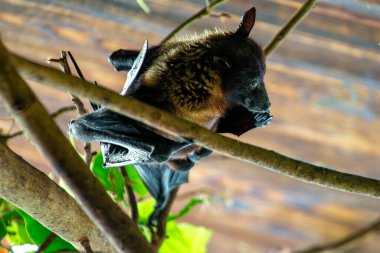 Bir Hint Uçan Tilki yarasası (Pteropus medius) görüldü. Bu büyük meyve yarasaları genellikle Güney Asya 'nın tropikal bölgelerinde meyve ve nektarla beslenirler..