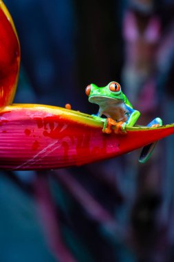 Kırmızı Gözlü Ağaç Kurbağası görüldü. Canlı yeşil vücudu ve parlak kırmızı gözleriyle tanınan bu çarpıcı amfibi Orta Amerika 'nın yağmur ormanlarında yaygın olarak bulunur..