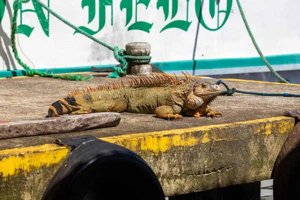 stock image A green iguana was spotted. These large, herbivorous lizards are commonly found in the rainforests and tropical regions of Central and South America.