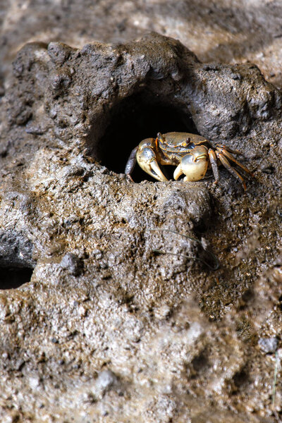 Был замечен пресноводный краб. Эти ракообразные обычно встречаются в пресноводных средах обитания, таких как реки, реки и озера в различных регионах Азии, Африки и Америки..