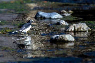 Saldırgan bir Japon Wagtail görüldü. Siyah beyaz tüyleriyle tanınan bu ayırt edici kuş, genellikle Japonya 'da su kaynakları ve açık alanlarda bulunur..