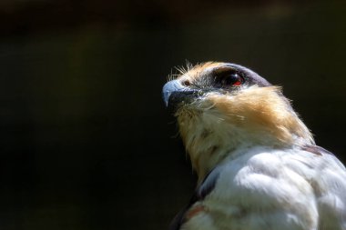 Zarif bir Pearl Kite görüldü. Siyah beyaz tüyleri ve keskin avlanma becerileriyle tanınan bu küçük yırtıcı kuş Orta ve Güney Amerika 'daki açık habitatlarda yaygın olarak bulunur..