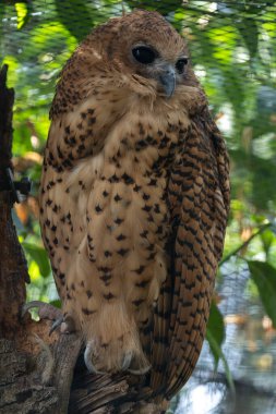 A majestic Pel's Fishing Owl was spotted. With its large size and tawny plumage, this elusive owl is commonly found near rivers and lakes in Sub-Saharan Africa. clipart