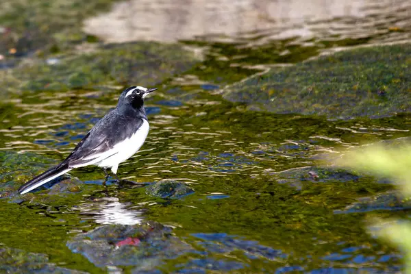 stock image A striking Japanese Wagtail was spotted. This distinctive bird, known for its bold black and white plumage, is commonly found near water bodies and open areas in Japan.