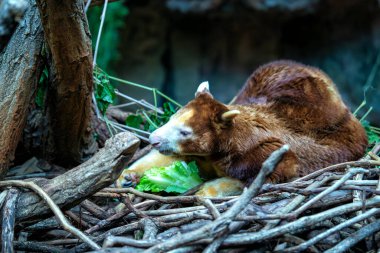 Bir Matschie 'nin ağaç kangurusu görülmüş. Yeni Gine dağları için endemik, bu ağaç keseli keseli canlı kürkü ve usta tırmanma yeteneğiyle bilinir, yemyeşil ormanlarda yaşar..