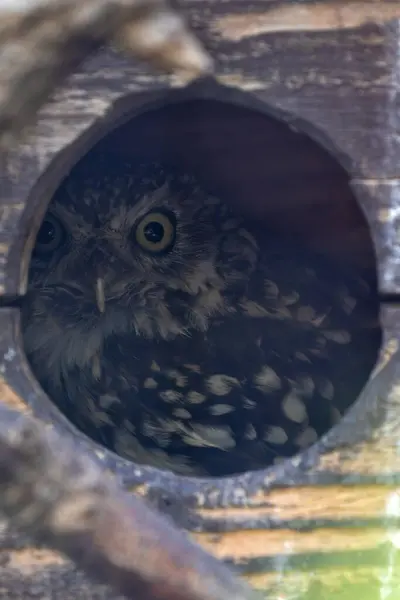 stock image A little owl was observed. This small, nocturnal bird is commonly found in open woodlands, farmland, and grasslands across Europe, Asia, and North Africa, often perched on low branches.