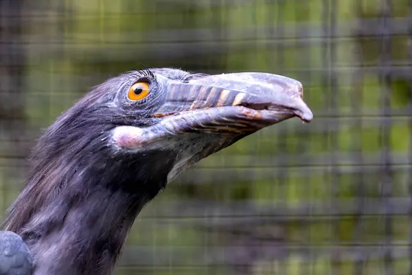 stock image A Luzon tarictic hornbill was observed. Native to Luzon Island in the Philippines, this striking bird is known for its vivid colors and large casque, often found in primary and secondary forests.