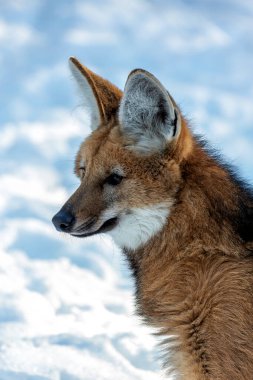 Maned Wolf in Brazil's Cerrado, an omnivore eating fruits, small mammals. Photographed in natural habitat. clipart