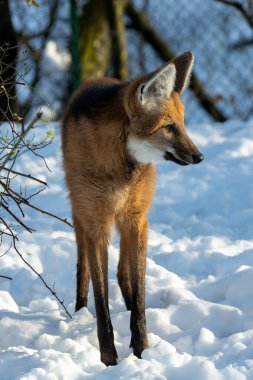 Maned Wolf in Brazil's Cerrado, an omnivore eating fruits, small mammals. Photographed in natural habitat. clipart