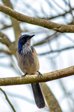 Batı Scrub-Jay, Golden Gate Park, San Francisco 'da yiyecek arıyor. Böcek, meyve, tohum yiyor. Doğal ortamda fotoğraflanmış.. 