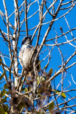 Batı Scrub-Jay, Golden Gate Park, San Francisco 'da yiyecek arıyor. Böcek, meyve, tohum yiyor. Doğal ortamda fotoğraflanmış.. 