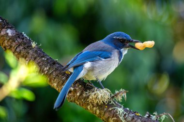 Western Scrub-Jay foraging in Golden Gate Park, San Francisco. Eats insects, fruits, seeds. Photographed in natural habitat.  clipart