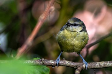 A vibrant Blue Tit perched on a branch in Father Collins Park, Dublin. Known for its striking blue and yellow plumage, this small songbird is a common sight in gardens and woodlands across Europe.