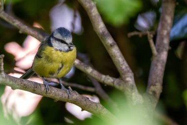 A vibrant Blue Tit perched on a branch in Father Collins Park, Dublin. Known for its striking blue and yellow plumage, this small songbird is a common sight in gardens and woodlands across Europe.