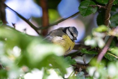A vibrant Blue Tit perched on a branch in Father Collins Park, Dublin. Known for its striking blue and yellow plumage, this small songbird is a common sight in gardens and woodlands across Europe.