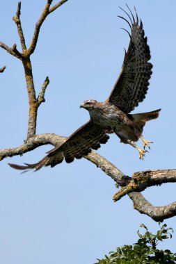 A majestic Common Buzzard soaring over Turvey Nature Reserve, Dublin. Recognizable by its broad wings and varied plumage, this raptor is a widespread bird of prey found throughout Europe. clipart