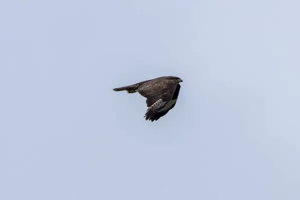 stock image A majestic Common Buzzard soaring over Turvey Nature Reserve, Dublin. Recognizable by its broad wings and varied plumage, this raptor is a widespread bird of prey found throughout Europe.