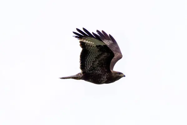 stock image A majestic Common Buzzard soaring over Turvey Nature Reserve, Dublin. Recognizable by its broad wings and varied plumage, this raptor is a widespread bird of prey found throughout Europe.